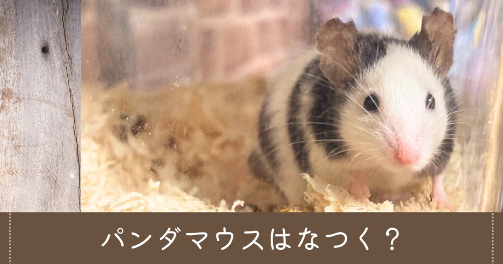 マウス ペット 飼育 コレクション