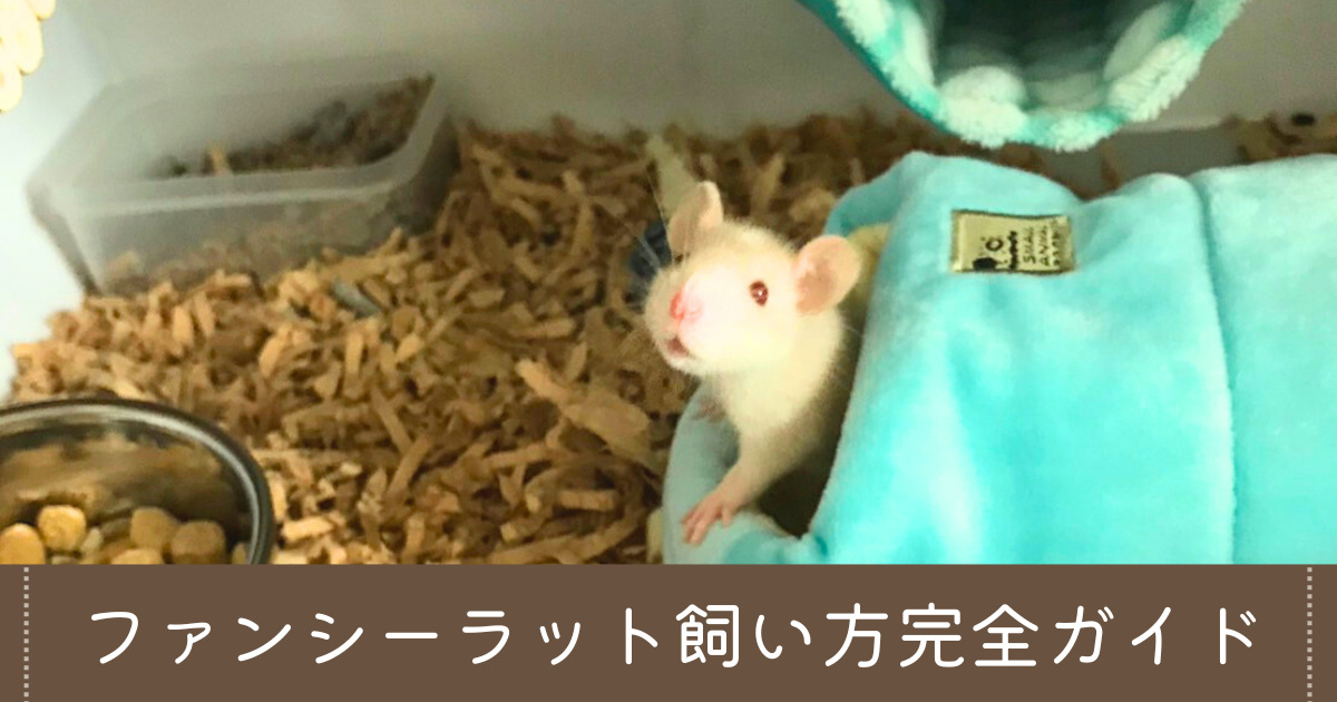 ファンシーラット飼い方完全ガイド