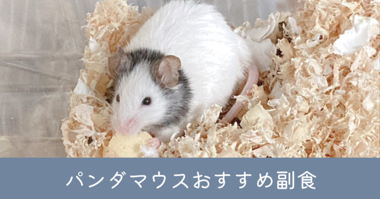 パンダマウスにおすすめの副食:健康・毛並みのために適切な副食を与えよう - ねずみぐらし