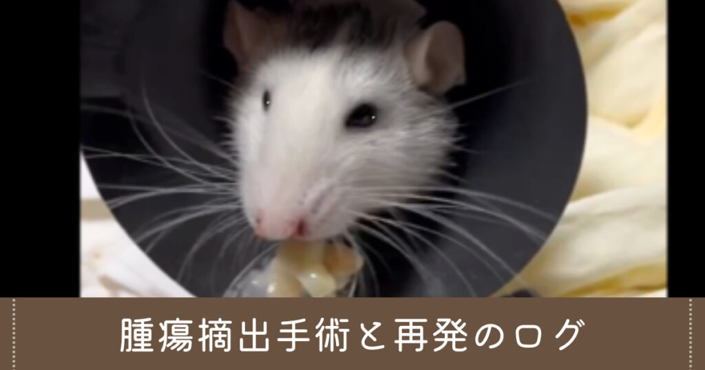 ファンシーラットの腫瘍摘出手術と再発のログ