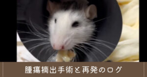 ファンシーラットの腫瘍摘出手術と再発のログ