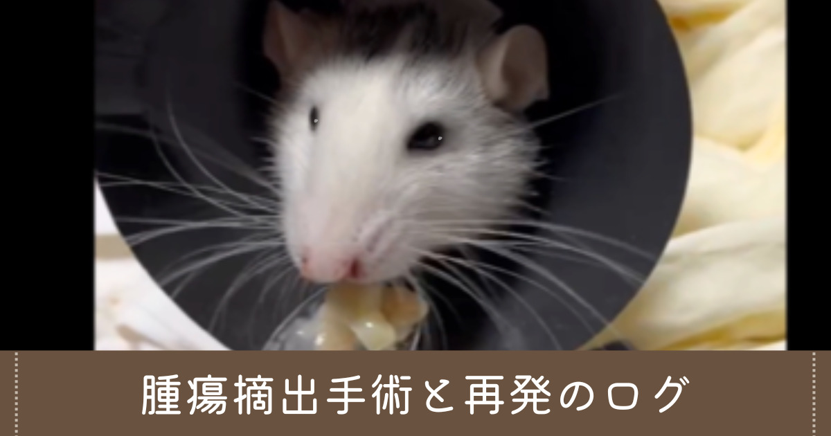 ファンシーラットの腫瘍摘出手術と再発のログ